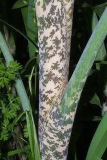 Dracunculus vulgaris, stem - showing leaf bases