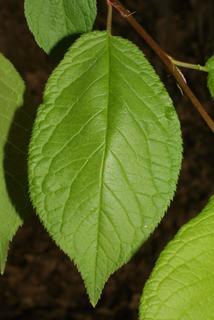 Prunus americana, leaf - whole upper surface