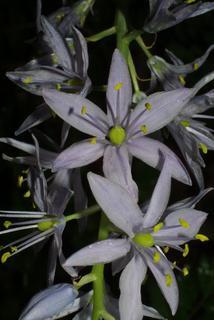 Camassia scilloides, inflorescence - frontal view of flower