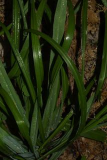 Camassia scilloides, leaf - basal or on lower stem