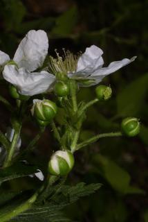 Rubus allegheniensis, inflorescence - lateral view of flower