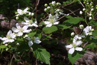 Rubus allegheniensis, inflorescence - whole - unspecified