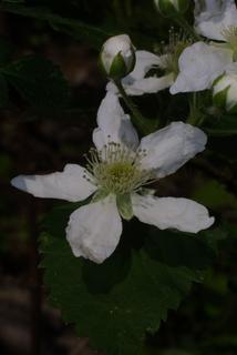 Rubus allegheniensis, inflorescence - whole - unspecified