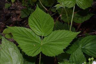 Rubus allegheniensis, leaf - whole upper surface