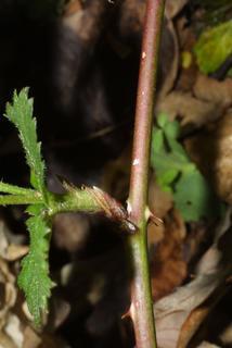 Rubus flagellaris, bark - of a small tree or small branch