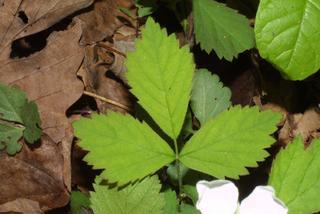Rubus flagellaris, leaf - whole upper surface