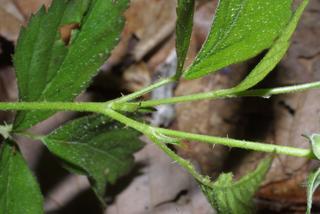 Rubus flagellaris, twig - orientation of petioles