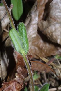 Phlox amoena, leaf - basal or on lower stem