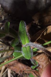 Phlox amoena, leaf - on upper stem