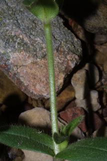 Cerastium fontanum, stem - showing leaf bases
