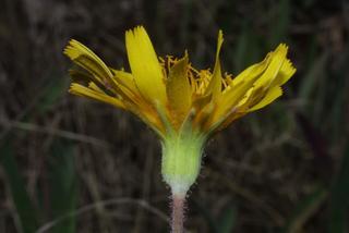 Krigia dandelion, inflorescence - ventral view of flower + perianth