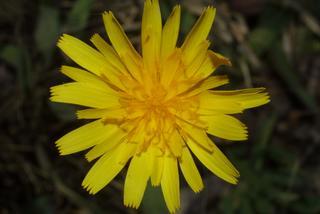 Krigia dandelion, inflorescence - whole - unspecified
