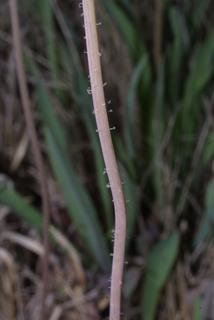 Krigia dandelion, stem - showing leaf bases