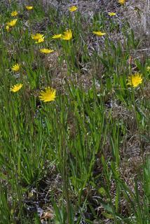 Krigia dandelion, whole plant - in flower - general view