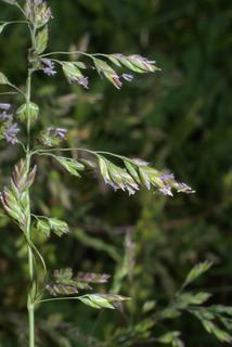 Poa pratensis, inflorescence - whole - unspecified