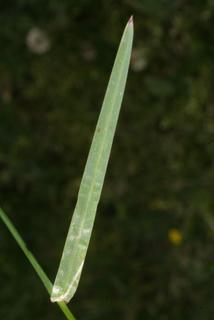 Poa pratensis, leaf - on upper stem