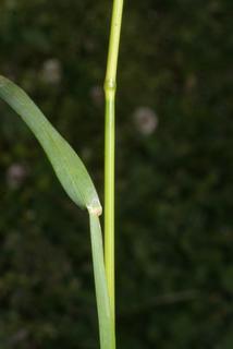Poa pratensis, stem - showing leaf bases