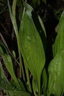 Plantago virginica, leaf - basal or on lower stem