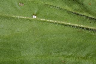 Plantago virginica, leaf - margin of upper + lower surface