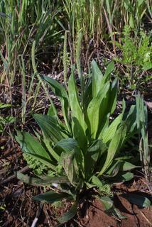 Plantago virginica, whole plant - in flower - general view