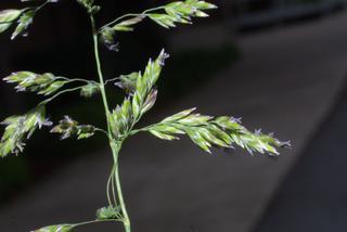 Poa pratensis, inflorescence - lateral view of flower