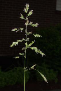 Poa pratensis, inflorescence - whole - unspecified