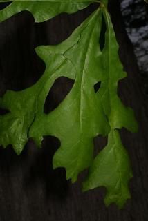 Quercus lyrata, leaf - whole upper surface