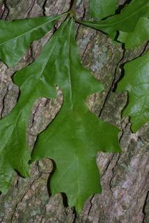 Quercus lyrata, leaf - whole upper surface