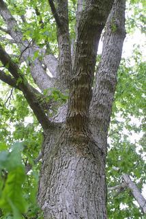 Quercus lyrata, whole tree or vine - view up trunk