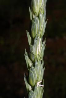 Triticum aestivum, inflorescence - lateral view of flower