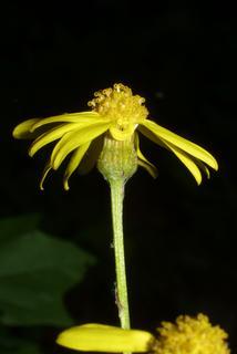 Packera aurea, inflorescence - ventral view of flower + perianth
