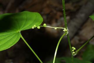 Dioscorea villosa, inflorescence - frontal view of flower