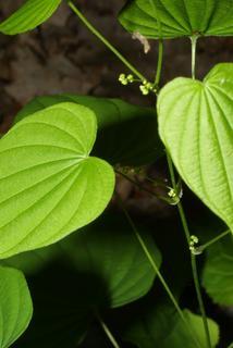 Dioscorea villosa, inflorescence - whole - unspecified