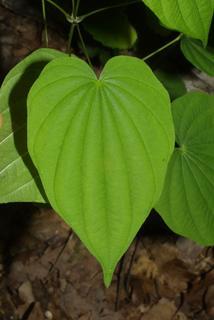 Dioscorea villosa, leaf - on upper stem