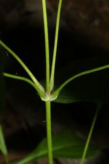 Dioscorea villosa, stem - showing leaf bases