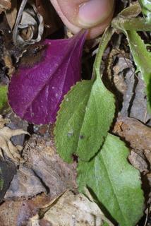 Packera aurea, leaf - basal or on lower stem