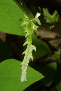 Packera aurea, leaf - on upper stem