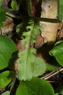 Packera aurea, leaf - on upper stem
