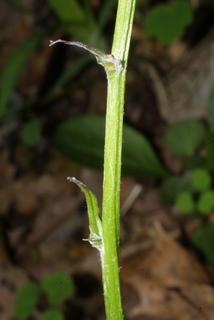 Packera aurea, stem - showing leaf bases