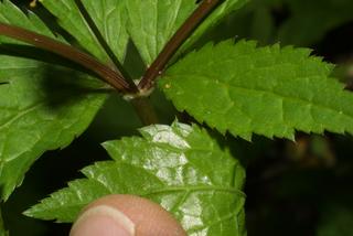 Sanicula canadensis, leaf - margin of upper + lower surface