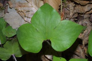 Hepatica nobilis, leaf - basal or on lower stem