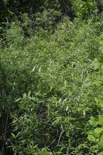 Salix caroliniana, whole tree or vine - general