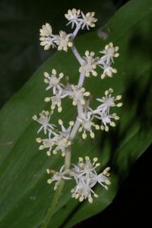 Maianthemum racemosum, inflorescence - frontal view of flower