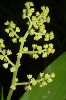 Maianthemum racemosum, inflorescence - whole - unspecified