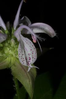 Monarda bradburiana, inflorescence - lateral view of flower