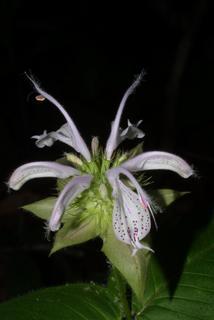 Monarda bradburiana, inflorescence - whole - unspecified