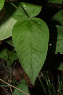 Monarda bradburiana, leaf - on upper stem