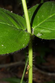 Monarda bradburiana, stem - showing leaf bases