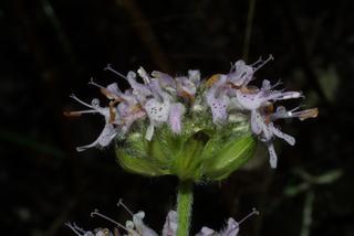Blephilia ciliata, inflorescence - lateral view of flower
