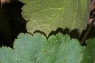 Heuchera americana, leaf - margin of upper + lower surface